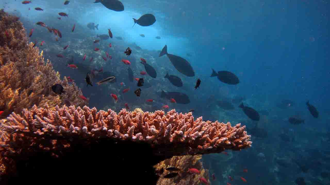 Manta Point