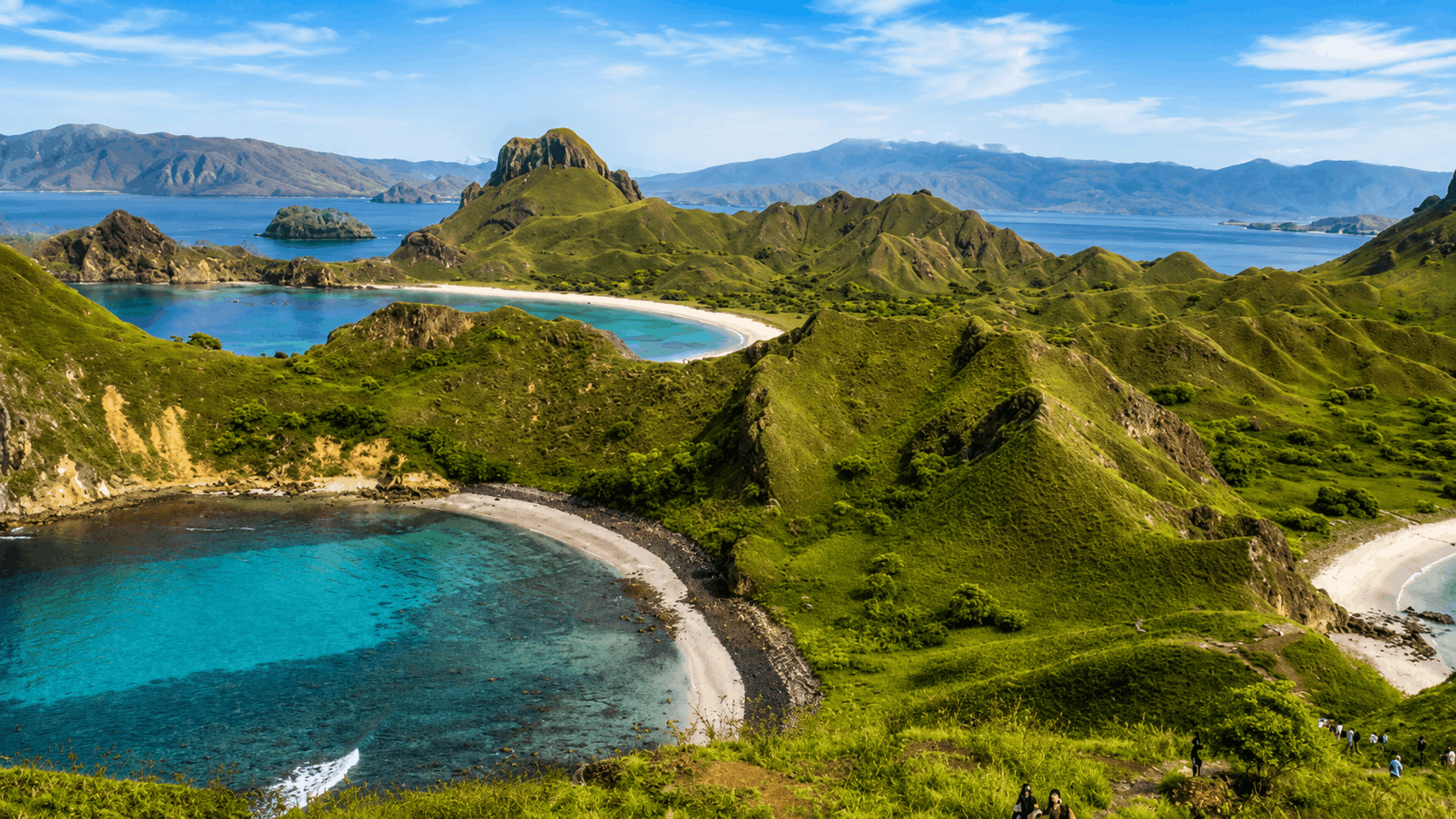Komodo Dragon