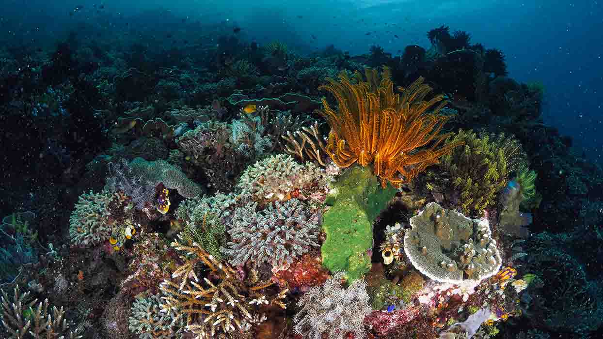 Komodo Diving