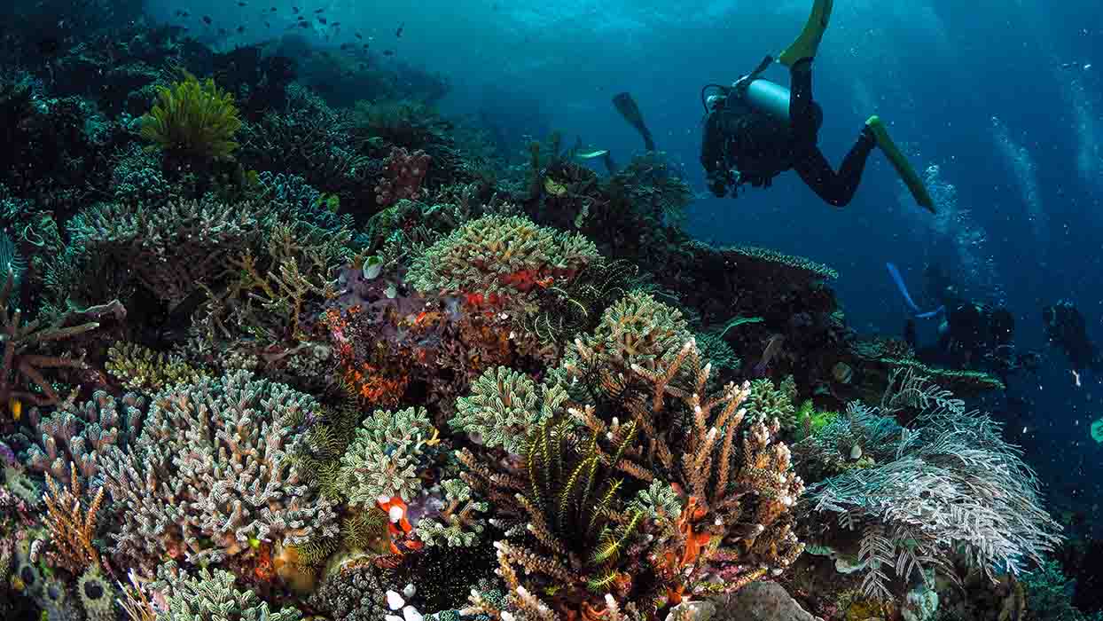 Diving Tours