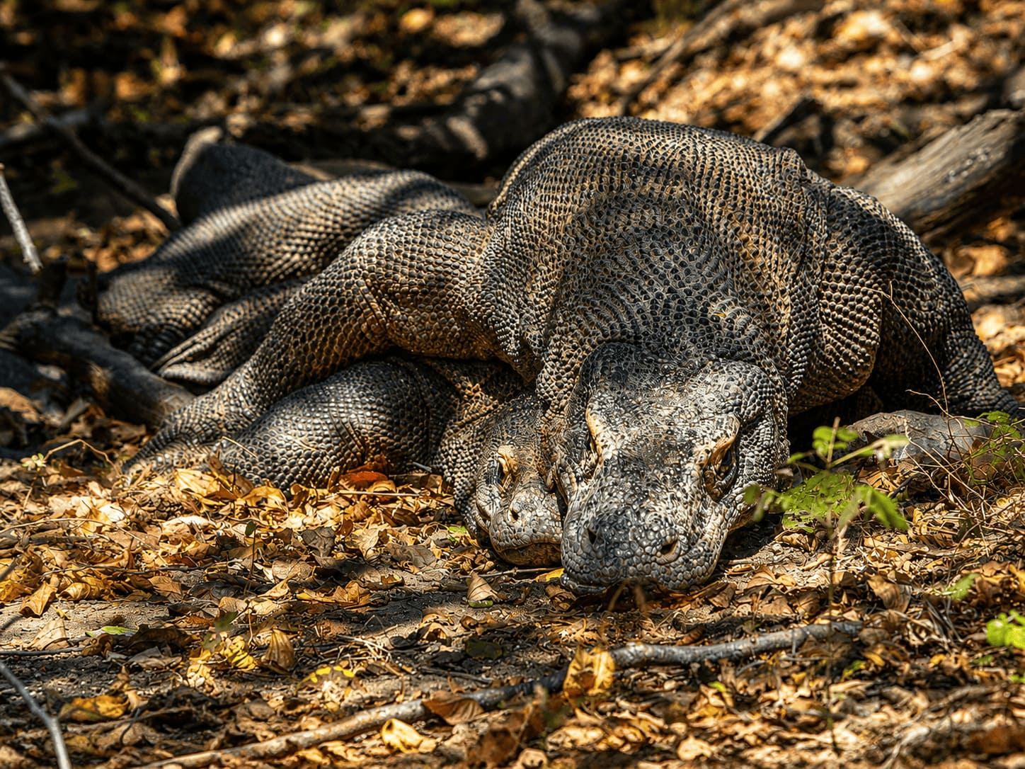 Komodo Dragon