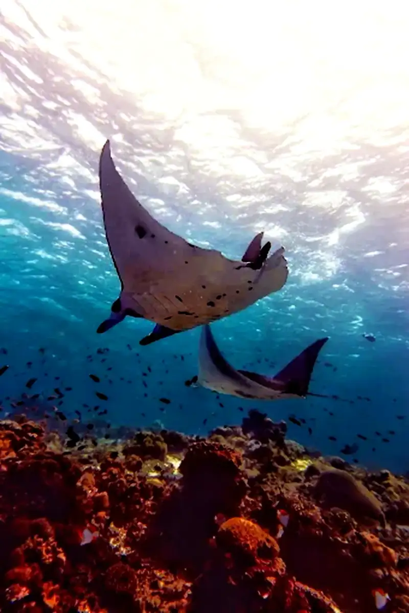 Diving in Komodo National Park